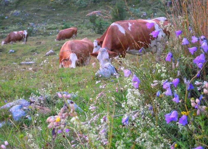 Alpenappartement Kleiner Appartement Tannheim